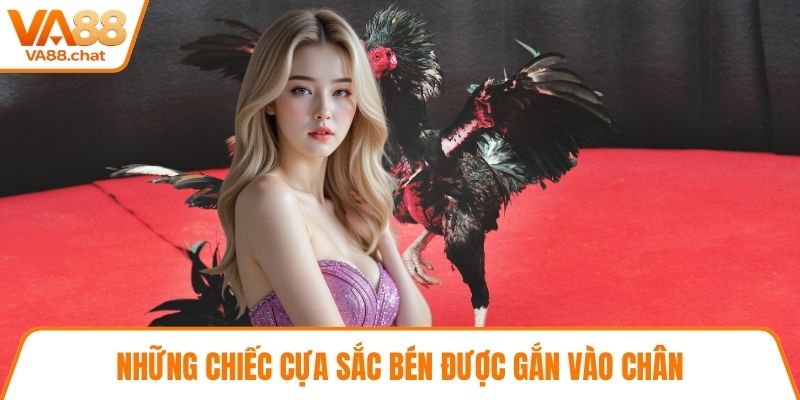 Những chiếc cựa sắc bén được gắn vào chân