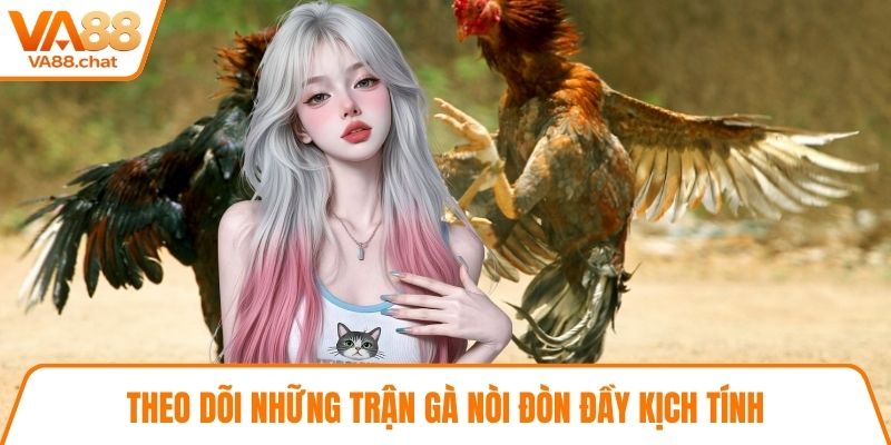 Theo dõi những trận gà nòi đòn đầy kịch tính