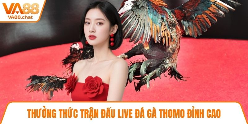 Thưởng thức trận đấu live đá gà thomo đỉnh cao